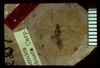 Media type: image;   Entomology PALE-2887 Aspect: full